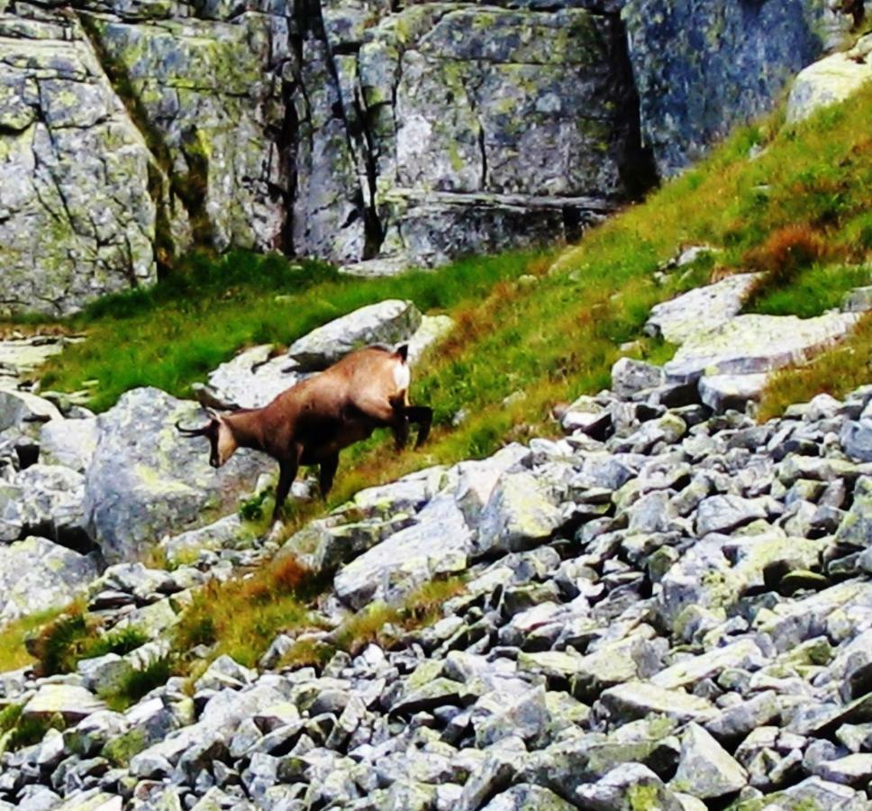 Penzion Alfa Tatry Stará Lesná Eksteriør billede